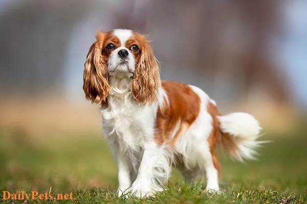 Cavalier King Charles Spaniel Dog.
