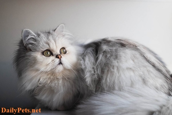 Chinchilla Cat breed - Origin, Characteristic, Personality, Care