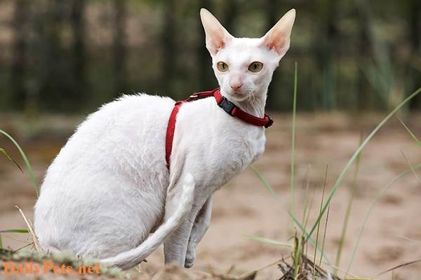 Cornish Rex Cat breed - Origin, Characteristic, Personality, Care
