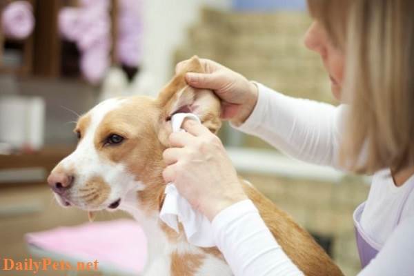 Dogs Smelling Bad: How to Clean and Deodorize Your Dog