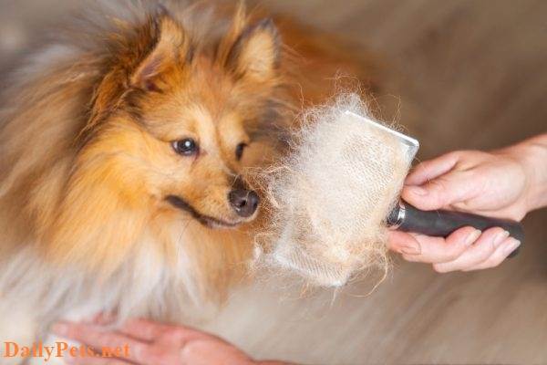 Dogs Smelling Bad: How to Clean and Deodorize Your Dog