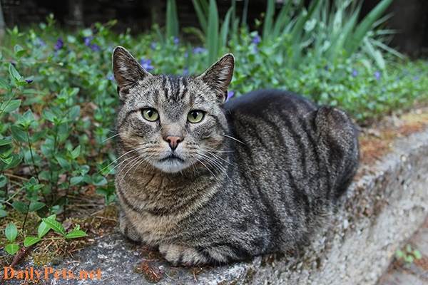 Domestic Shorthair Cat breed - Origin, Characteristic, Personality, Care
