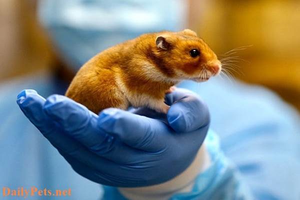 Hamster with Sore Eyes – Causes, Symptoms, and Treatment