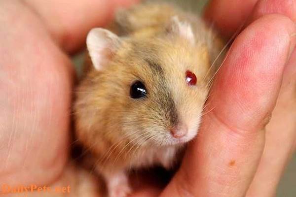 Hamster with Sore Eyes – Causes, Symptoms, and Treatment