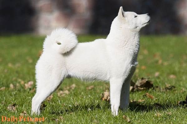 Hokkaido Dog breed - Origin, Characteristic, Personality, Care