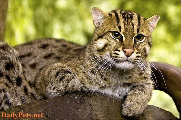 Leopard Cat information
