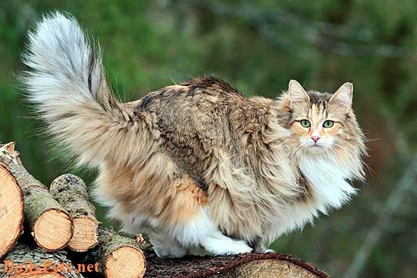 Norwegian Forest cat similar to the Maine Coon cat.