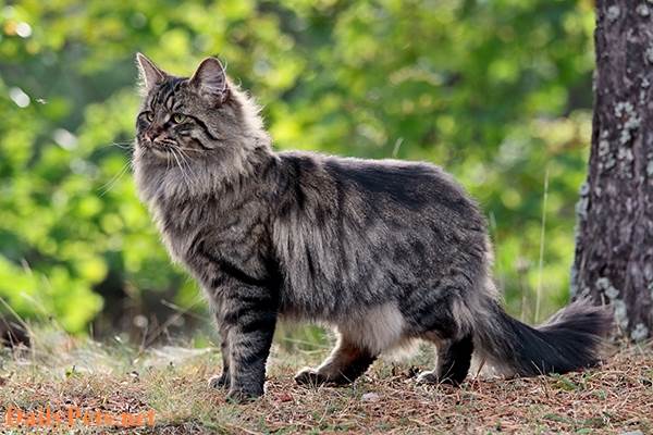 Norwegian Forest cat.