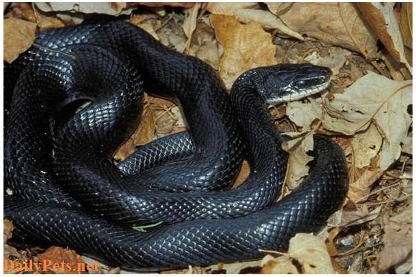 Black Rat Snake.