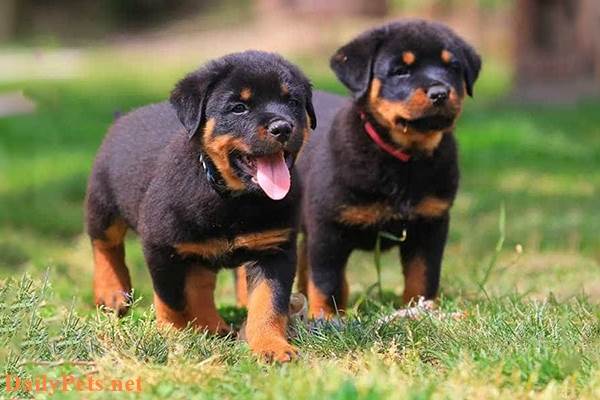 Rottweiler Dog breed - Origin, Characteristic, Personality, Care