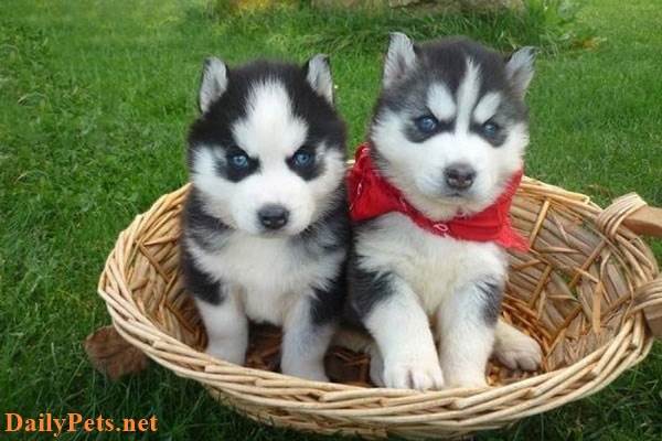 Siberian Husky Dog breed - Origin, Characteristic, Personality, Care