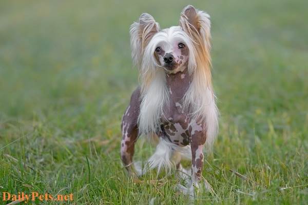 Chinese Crested Dog Hairless.