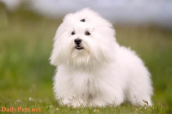 Dog breeds that don't shed