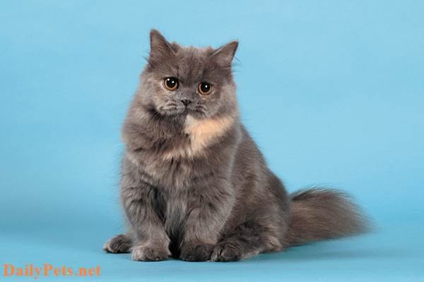 Minuet Cat (Napoleon Cat).