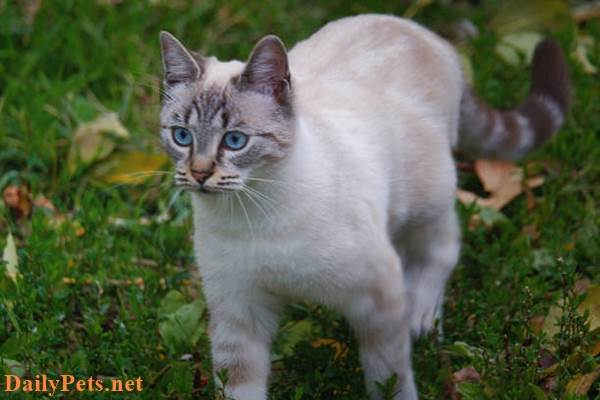Ojos Azules Cat.
