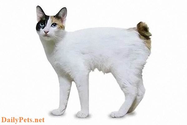 Top 10 Smallest Cat Breeds in the World