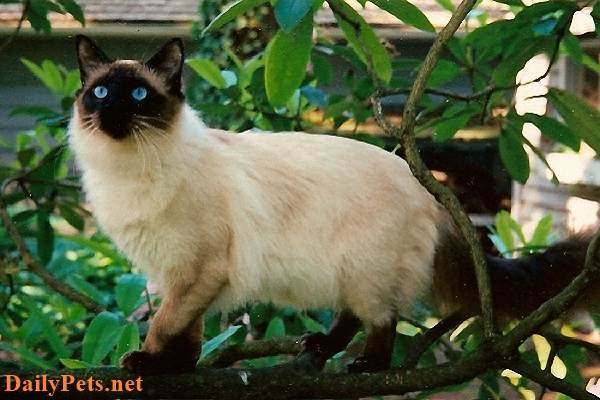 Top 10 Smallest Cat Breeds in the World