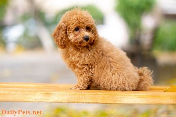 Top 10 Smallest Dog Breeds in the World