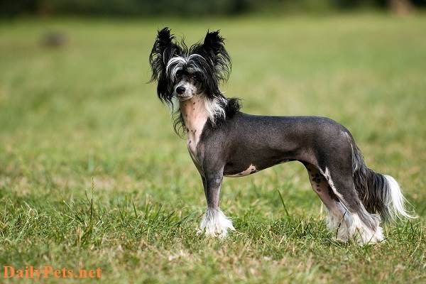Top 10 Smallest Dog Breeds in the World