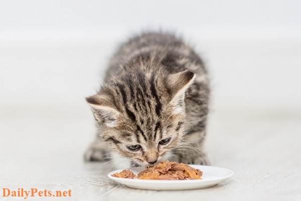 How to Take Care of a Cat: A Step-by-Step Guide