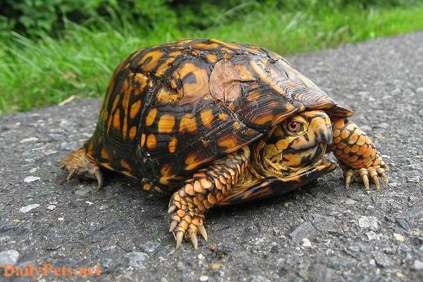 North American box turtle.